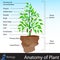 Anatomy of Plant