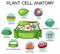 Anatomy of plant cell Biology Diagram