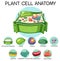 Anatomy of plant cell Biology Diagram