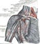 Anatomy of posterior humeral circumflex artery