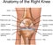 Anatomy of the Right Knee