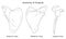 Anatomy of scapula bone with anterior posterior and lateral views