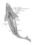 Anatomy of shark. Hand drawn realistic illustration.