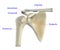 Anatomy of the shoulder bone