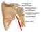 Anatomy of shoulder bone