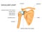 Anatomy of the shoulder joint