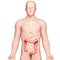 Anatomy of stomach transverse colon