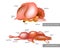 Anatomy of the structure of the brain of birds and fish.Comparison of the brain of a fish and a bird