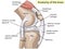 Anatomy. Structure knee joint vector