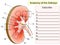 Anatomy. Subscribe Kidney Cross Section Showing the major parts