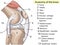 Anatomy. Subscribe. Structure knee joint raster Basic Medical Education