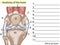 Anatomy. Subscribe. Structure knee joint raster Basic Medical Education