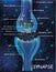 Anatomy synapse cells. Transmission signal of impulse in a living organism. Signaling in the brain. Synapse connections