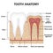 Anatomy of teeth