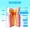 Anatomy of teeth cross section