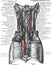 Anatomy of thyroid blood supply on a white background