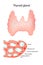 Anatomy of the Thyroid Gland.