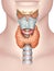 Anatomy of the thyroid gland