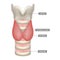 Anatomy Of Thyroid Gland With Trachea, Isthmus And Larynx. Medical Symbol Of Endocrinology System Or Hormone Secretion