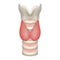 Anatomy Of Thyroid Gland With Trachea And Larynx. Medical Symbol Of Endocrinology System Or Hormone Secretion. Vector