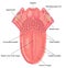 Anatomy of the tongue