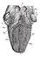 Anatomy of tongue, vintage engraving