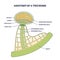 Anatomy of trichome with biological model structure closeup outline diagram