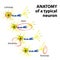 Anatomy of a typical neuron