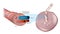 Anatomy of the umbilical cord. Cross-sectional diagram of human umbilical cord. Fetal Circulation. Biology of the Human