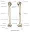 Anatomy of upper human arm bones hand drawing vintage style,Human humerus