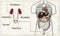 Anatomy Urinary System