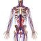 Anatomy of urinary system with veins and skeleton