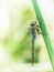 Anax parthenope, the Lesser emperor dragonfly in profile in nature.