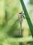 Anax parthenope, the Lesser emperor dragonfly in profile in nature.