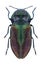 AnBeetle metallic wood borer Anthaxia fulgurans female