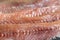 Anchois fisch fillet in oil closeup