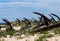 Anchor Graveyard At Praia Do Barril Tavira Portugal