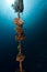 Anchor line with coral in the Red Sea.