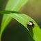 Anchor stink bug walking on a plant leaf - in Governor Knowles State Park in Northern Wisconsin