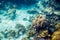Anchor underwater sea coral reef rock