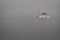 Anchored Caribbean sailboat at dusk on isolated simple background