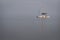 Anchored Caribbean sailboat at dusk on isolated simple background