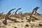 The anchors graveyard in Barril beach, Portugal