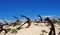 Anchors In Sand At Praia Do Barril Tavira Portugal