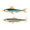 Anchovy Fish Vector Illustration. Peruvian Anchoveta.