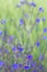 Anchusa azurea blue wild flowers background