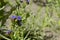 Anchusa azurea with brught violet-blue flowers