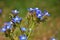 Anchusa azurea , Italian alkanet blue flower