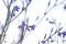 Anchusa azurea or italian bugloss blue flowers detail