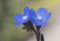 Anchusa azurea Italian bugloss hairy plant with small flowers of intense electric blue color on greenish background